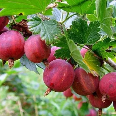 Крыжовник КРАСНОСЛАВЯНСКИЙ  Крыжовник КРАСНОСЛАВЯНСКИЙ в Екатеринбурге