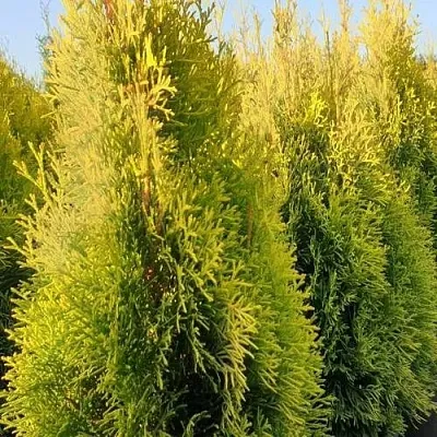 Туя ГОЛДЕН СМАРАГД западная  Туя ГОЛДЕН СМАРАГД западная в Екатеринбурге