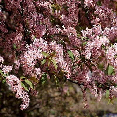 Черемуха  Черемуха в Екатеринбурге