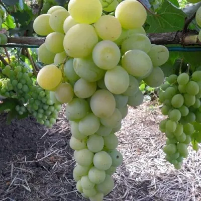 Виноград ФРУМОАСА АЛБЭ — описание сорта Виноград ФРУМОАСА АЛБЭ в Екатеринбурге