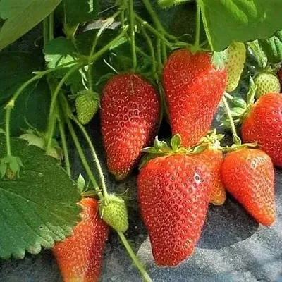 Клубника РОКСАНА  Клубника РОКСАНА в Екатеринбурге