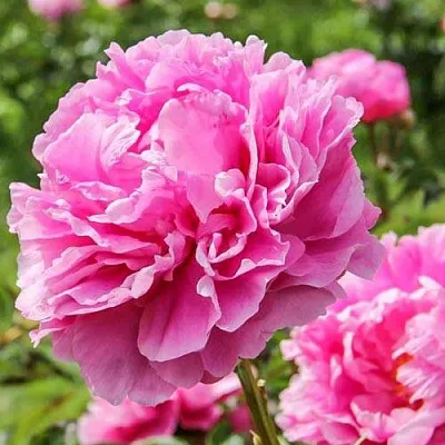 Пион АЛЕКСАНДР ФЛЕМИНГ травянистый в Екатеринбурге