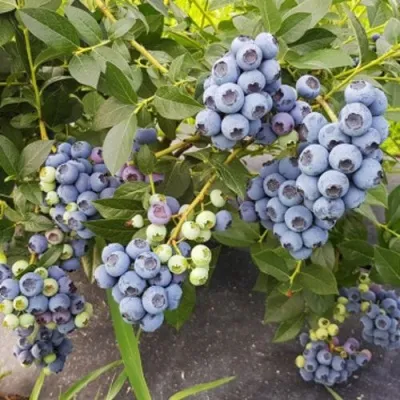 Голубика ОСОРНО — описание сорта Голубика ОСОРНО в Екатеринбурге