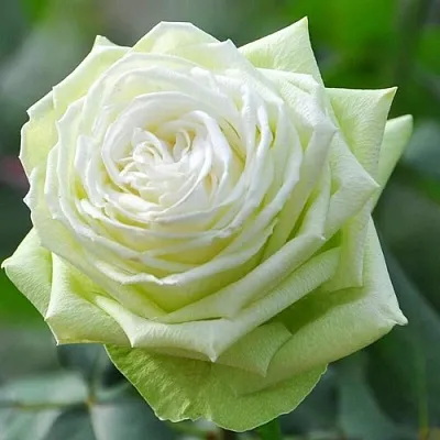 Саженцы роз ВАКАНА японская  Саженцы роз ВАКАНА японская в Екатеринбурге