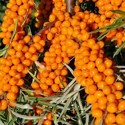 Облепиха ЕЛИЗАВЕТА в Екатеринбурге