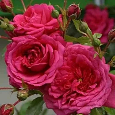 Саженцы роз ЛАГУНА плетистая  Саженцы роз ЛАГУНА плетистая в Екатеринбурге