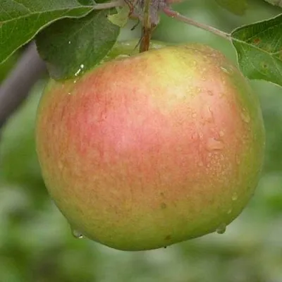 Яблоня БРЯНСКОЕ ЗОЛОТИСТОЕ в Екатеринбурге