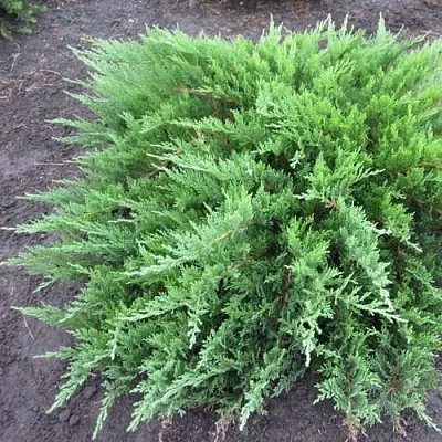 Можжевельник ТАМАРИСЦИФОЛИЯ казацкий  Можжевельник ТАМАРИСЦИФОЛИЯ казацкий в Екатеринбурге