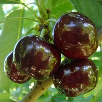 Черешня СВИТХАРТ в Екатеринбурге