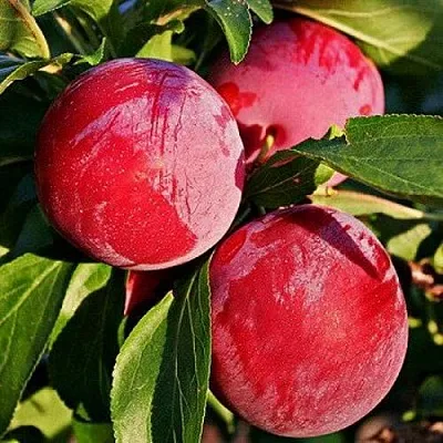 слива БЕРБАНК ГИГАНТ