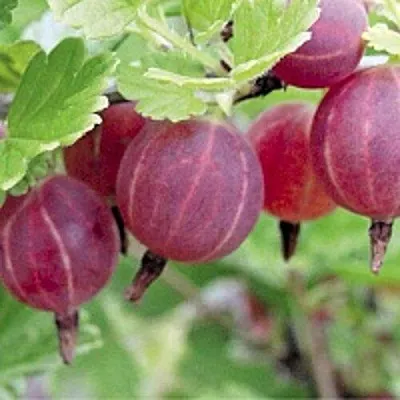 Крыжовник РАВОЛТ  Крыжовник РАВОЛТ в Екатеринбурге