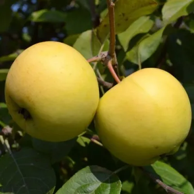 Яблоня ПАПИРОЯНТАРНОЕ — описание сорта Яблоня ПАПИРОЯНТАРНОЕ в Екатеринбурге