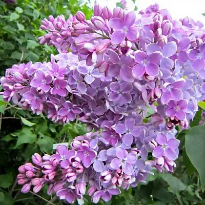 Сирень ОЛЯ  Сирень ОЛЯ в Екатеринбурге