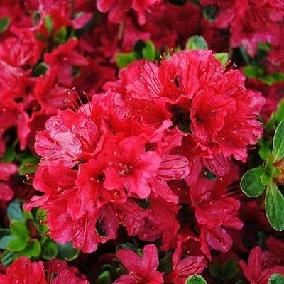 Азалия ХИНО КРИМСОН японская  Азалия ХИНО КРИМСОН японская в Екатеринбурге