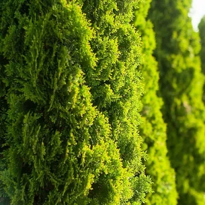 Туя  Туя в Екатеринбурге