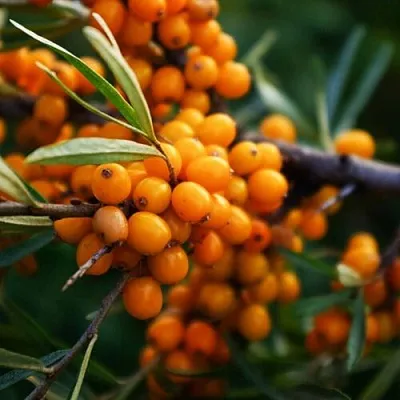 саженцы облепихи