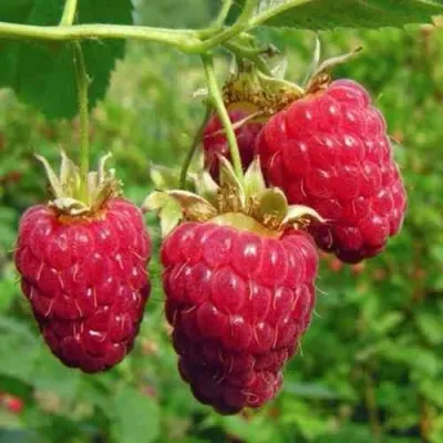 Малина ГОРДОСТЬ РОССИИ в Екатеринбурге