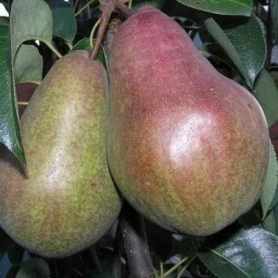 Груша БРЯНСКАЯ КРАСАВИЦА в Екатеринбурге