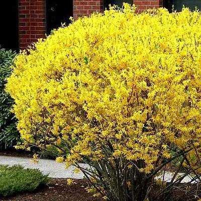 Форзиция ЛИНВУД  Форзиция ЛИНВУД в Екатеринбурге