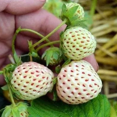 Клубника АНАНАСА ремонтантная в Екатеринбурге