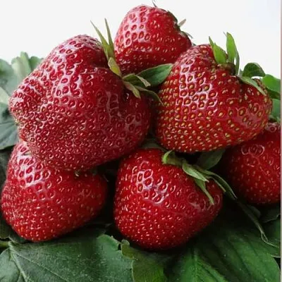 Клубника НАБИЛА  Клубника НАБИЛА в Екатеринбурге