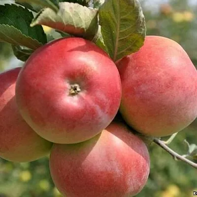 Яблоня ВЭМ-РОЗОВЫЙ  Яблоня ВЭМ-РОЗОВЫЙ в Екатеринбурге