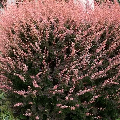 Барбарис РОУЗ ГЛОУ тунберга  Барбарис РОУЗ ГЛОУ тунберга в Екатеринбурге