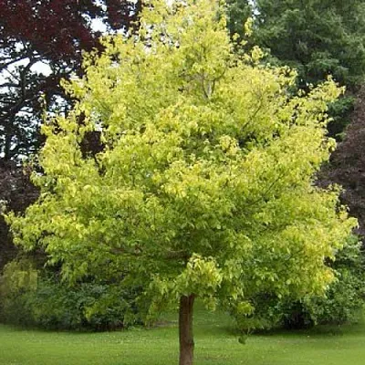 Клен ясенелистный  Клен ясенелистный в Екатеринбурге