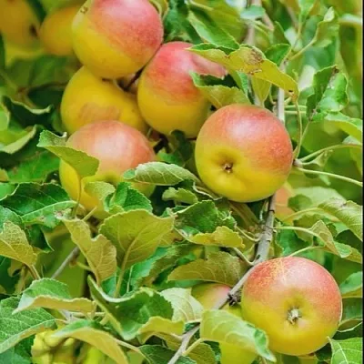 Яблоня ПАМЯТЬ БЛЫНСКОГО колонновидная в Екатеринбурге