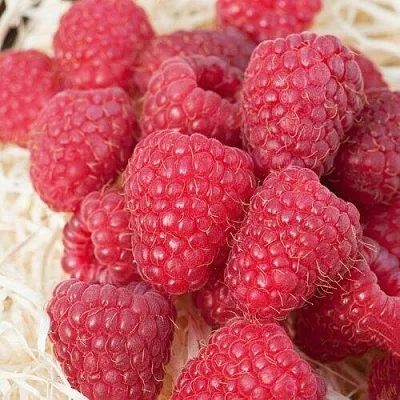 Малина МАРАСТАР  Малина МАРАСТАР в Екатеринбурге