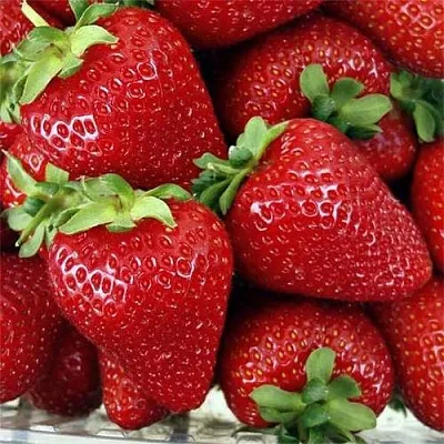 Клубника СКАЛА  Клубника СКАЛА в Екатеринбурге