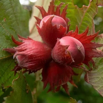 Фундук МОСКОВСКИЙ РУБИН  Фундук МОСКОВСКИЙ РУБИН в Екатеринбурге