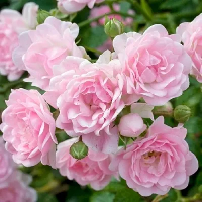 Саженцы роз ЗЕ ФЕЙРИ почвопокровная  Саженцы роз ЗЕ ФЕЙРИ почвопокровная в Екатеринбурге