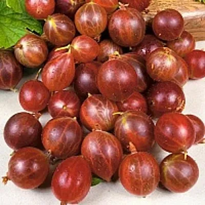 Крыжовник ОЛАВИ (ХИННОНМАЕН ПУНАЙНЕН)  Крыжовник ОЛАВИ (ХИННОНМАЕН ПУНАЙНЕН) в Екатеринбурге