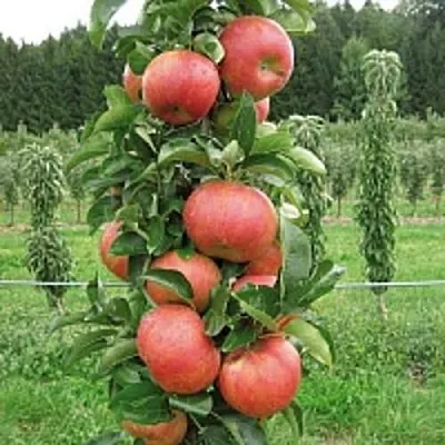 Яблоня ЯНТАРНОЕ ОЖЕРЕЛЬЕ колонновидная  Яблоня ЯНТАРНОЕ ОЖЕРЕЛЬЕ колонновидная в Екатеринбурге