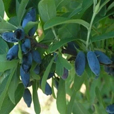 Жимолость съедобная ЛЕБЁДУШКА — описание сорта Жимолость съедобная ЛЕБЁДУШКА в Екатеринбурге