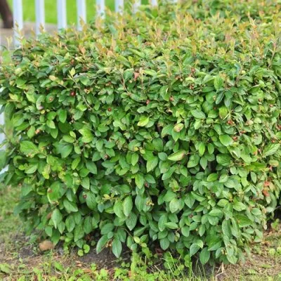 Кизильник блестящий — описание сорта Кизильник блестящий в Екатеринбурге