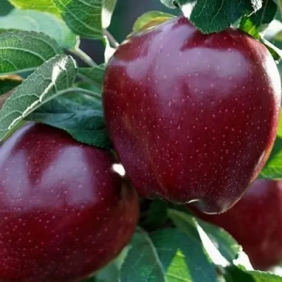 Яблоня РЕД ЧИФ — описание сорта Яблоня РЕД ЧИФ в Екатеринбурге