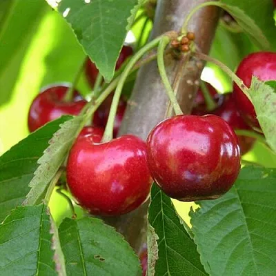 Черешня 15-26-5 в Екатеринбурге