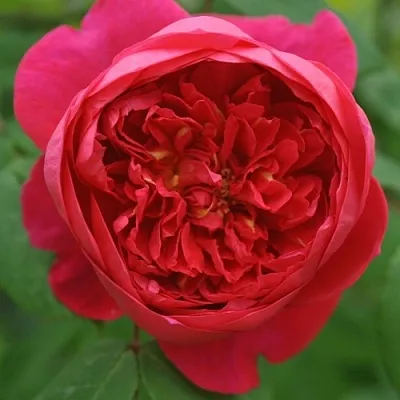 Саженцы роз БЕНДЖАМИН БРИТТЕН шраб  Саженцы роз БЕНДЖАМИН БРИТТЕН шраб в Екатеринбурге