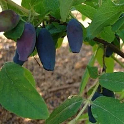 Жимолость съедобная ПАВЛОВСКАЯ — описание сорта Жимолость съедобная ПАВЛОВСКАЯ в Екатеринбурге