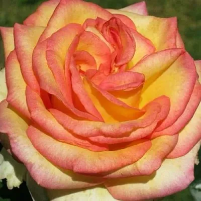 Саженцы роз АМАЗОНКА чайно-гибридная  Саженцы роз АМАЗОНКА чайно-гибридная в Екатеринбурге