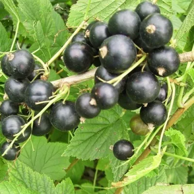 Смородина чёрная ЧЁРНЫЙ АИСТ — описание сорта Смородина чёрная ЧЁРНЫЙ АИСТ в Екатеринбурге
