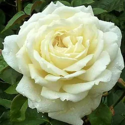 Саженцы роз ЖАННА МОРО чайно-гибридная  Саженцы роз ЖАННА МОРО чайно-гибридная в Екатеринбурге