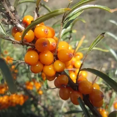 Облепиха СУДАРУШКА  Облепиха СУДАРУШКА в Екатеринбурге