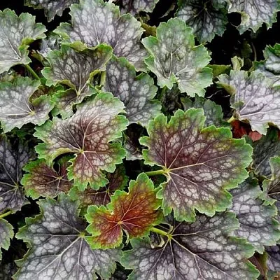 Гейхера МАРВЕЛОС МАРБЛ СИЛЬВЕР  Гейхера МАРВЕЛОС МАРБЛ СИЛЬВЕР в Екатеринбурге