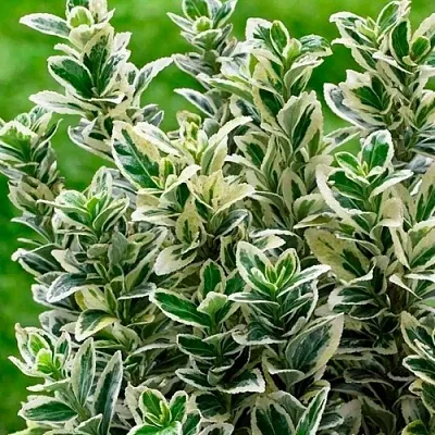 Бересклет  Бересклет в Екатеринбурге