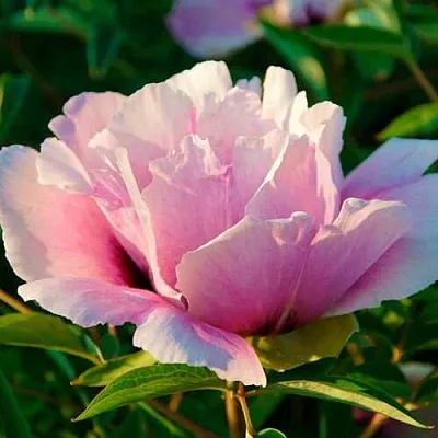 Пион ВРАТА ХРАМА древовидный  в Екатеринбурге