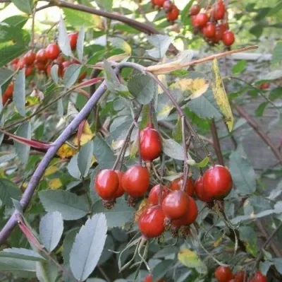 Саженцы роз сизая — описание сорта Саженцы роз сизая в Екатеринбурге