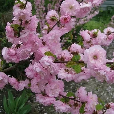 Миндаль ТРЁХЛОПАСТНЫЙ (луизеания)  Миндаль ТРЁХЛОПАСТНЫЙ (луизеания) в Екатеринбурге